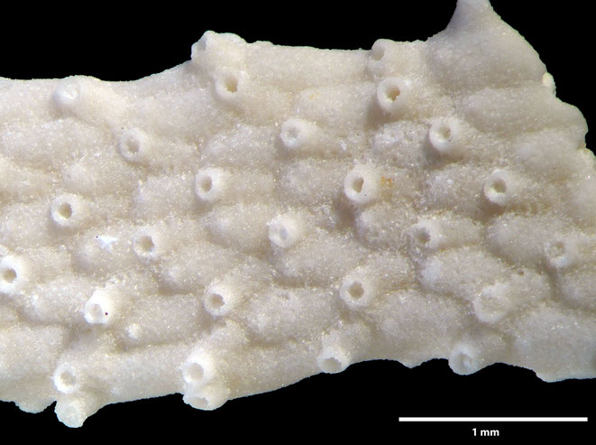 Senckenberg, Bryozoa, Bryozoen, Moostierchen, Sammlung Voigt