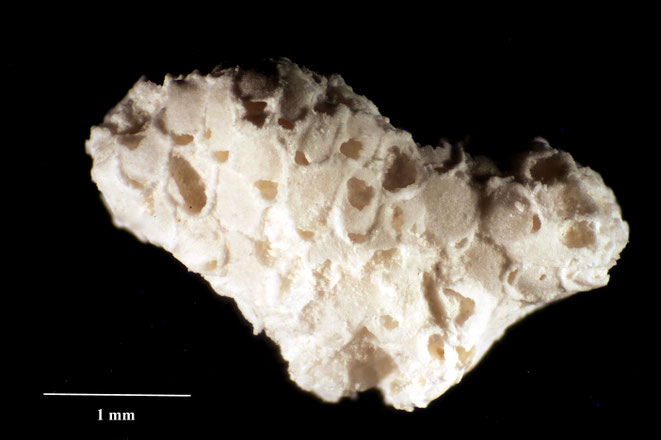 Senckenberg, Bryozoa, Bryozoen, Moostierchen, Sammlung Voigt