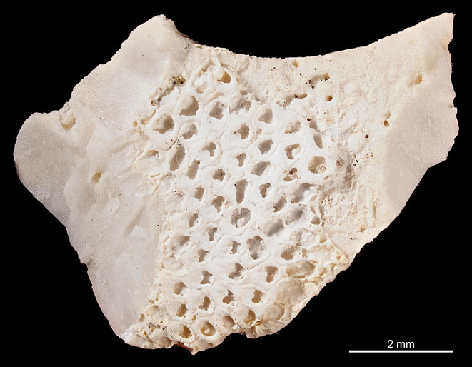 Senckenberg, Bryozoa, Bryozoen, Moostierchen, Sammlung Voigt