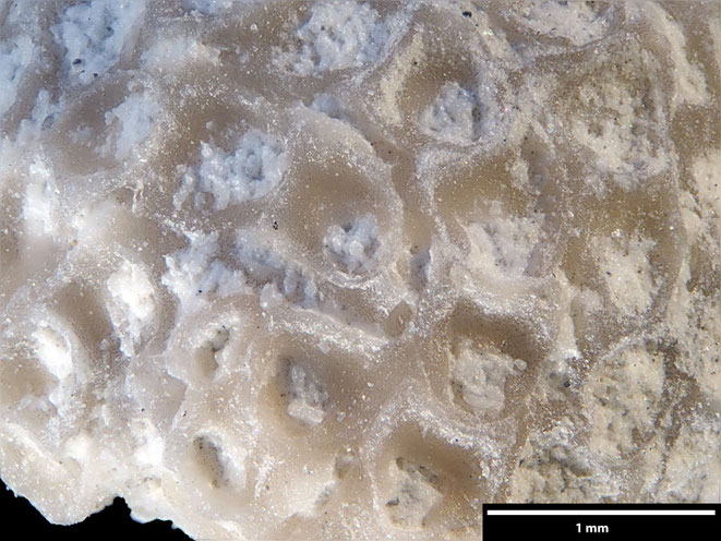 Senckenberg, Bryozoa, Bryozoen, Moostierchen, Sammlung Voigt