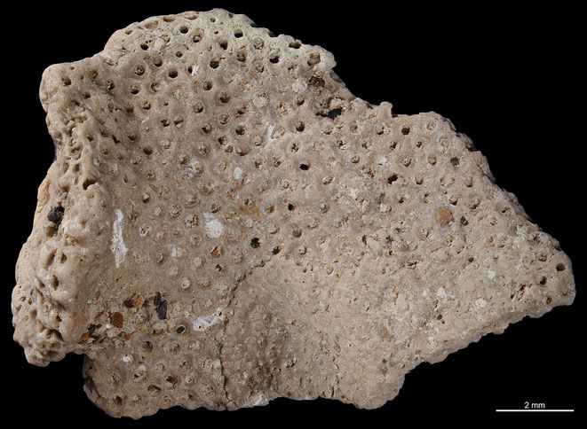 Senckenberg, Bryozoa, Bryozoen, Moostierchen, Sammlung Voigt