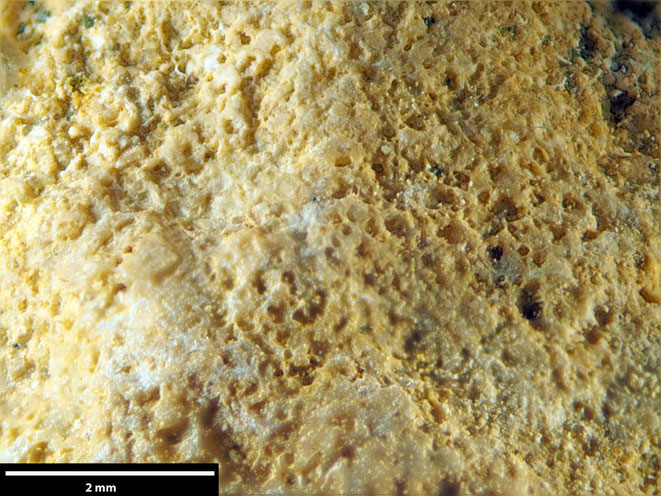 Senckenberg, Bryozoa, Bryozoen, Moostierchen, Sammlung Voigt