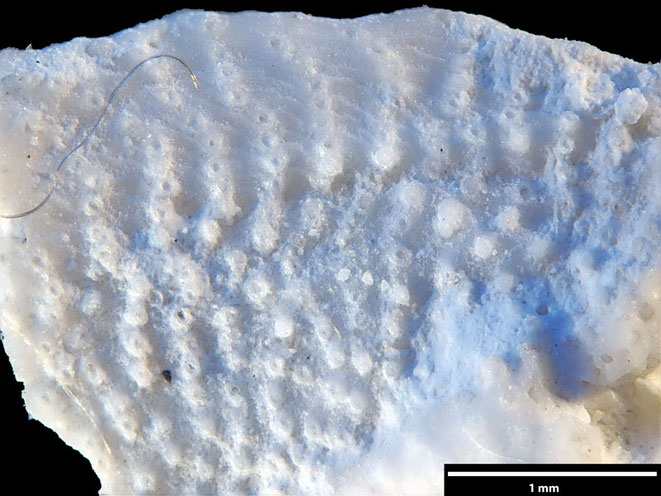 Senckenberg, Bryozoa, Bryozoen, Moostierchen, Sammlung Voigt