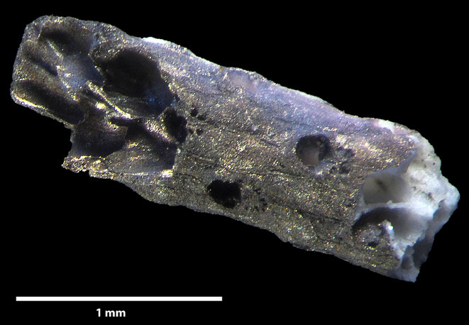 Senckenberg, Bryozoa, Bryozoen, Moostierchen, Sammlung Voigt