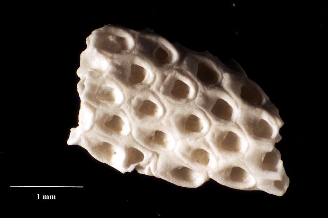 Senckenberg, Bryozoa, Bryozoen, Moostierchen, Sammlung Voigt