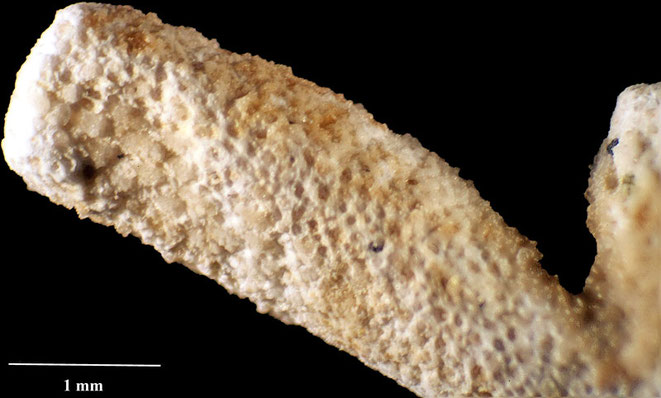 Senckenberg, Bryozoa, Bryozoen, Moostierchen, Sammlung Voigt