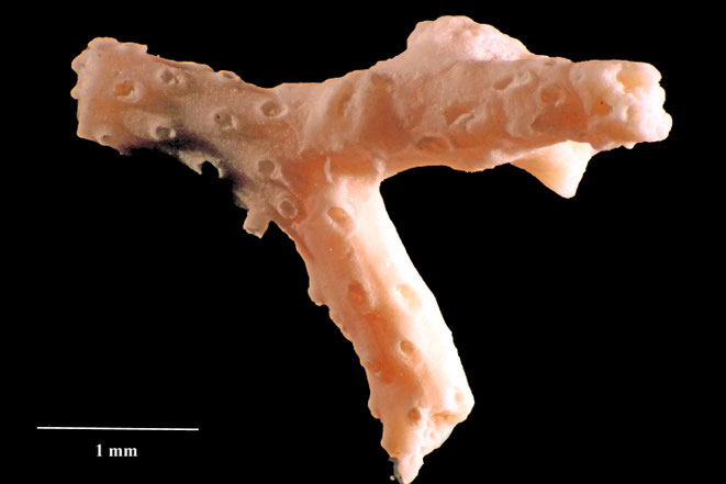 Senckenberg, Bryozoa, Bryozoen, Moostierchen, Sammlung Voigt