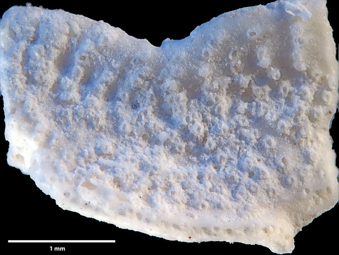 Senckenberg, Bryozoa, Bryozoen, Moostierchen, Sammlung Voigt