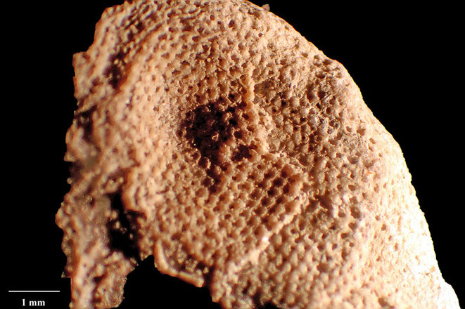 Senckenberg, Bryozoa, Bryozoen, Moostierchen, Sammlung Voigt