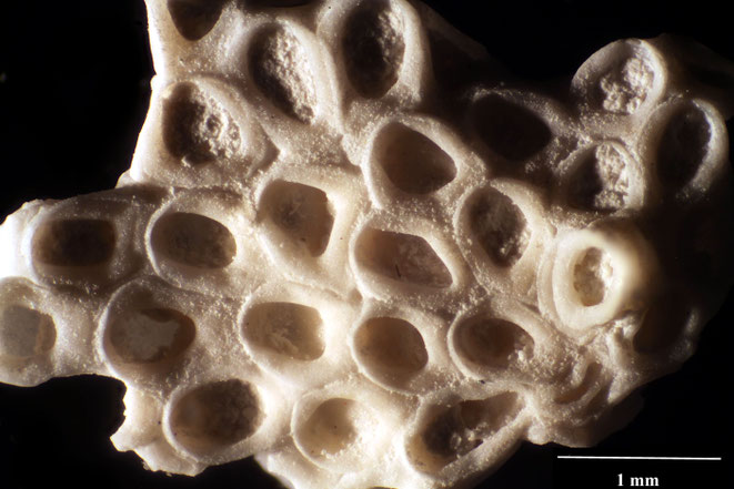 Senckenberg, Bryozoa, Bryozoen, Moostierchen, Sammlung Voigt