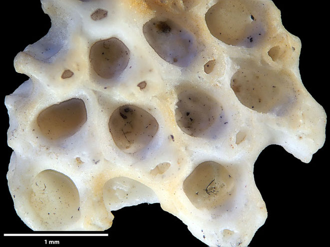 Senckenberg, Bryozoa, Bryozoen, Moostierchen, Sammlung Voigt