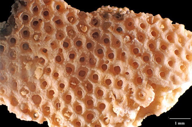 Senckenberg, Bryozoa, Bryozoen, Moostierchen, Sammlung Voigt