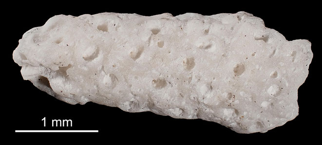 Senckenberg, Bryozoa, Bryozoen, Moostierchen, Sammlung Voigt