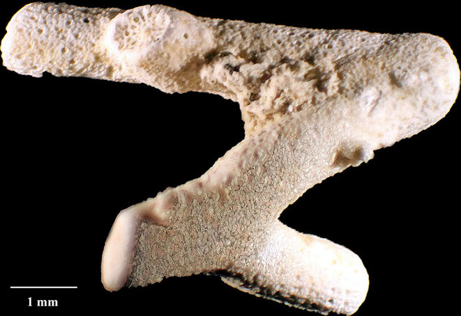 Senckenberg, Bryozoa, Bryozoen, Moostierchen, Sammlung Voigt