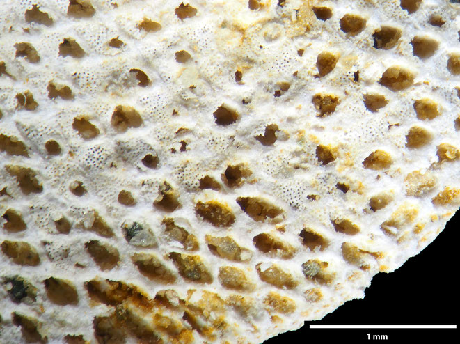 Senckenberg, Bryozoa, Bryozoen, Moostierchen, Sammlung Voigt