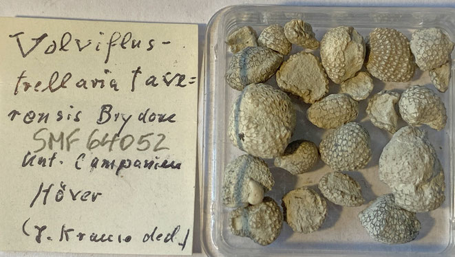 Senckenberg, Bryozoa, Bryozoen, Moostierchen, Sammlung Voigt