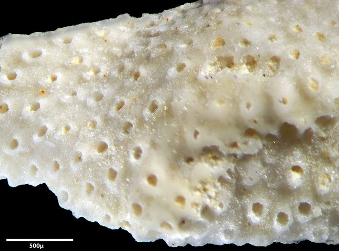 Senckenberg, Bryozoa, Bryozoen, Moostierchen, Sammlung Voigt