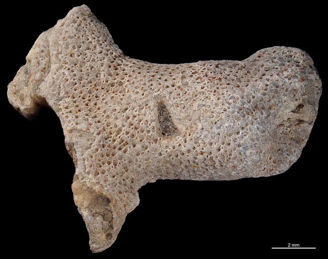 Senckenberg, Bryozoa, Bryozoen, Moostierchen, Sammlung Voigt