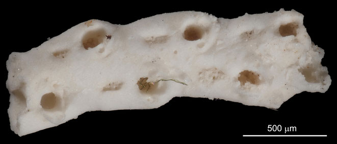 Senckenberg, Bryozoa, Bryozoen, Moostierchen, Sammlung Voigt