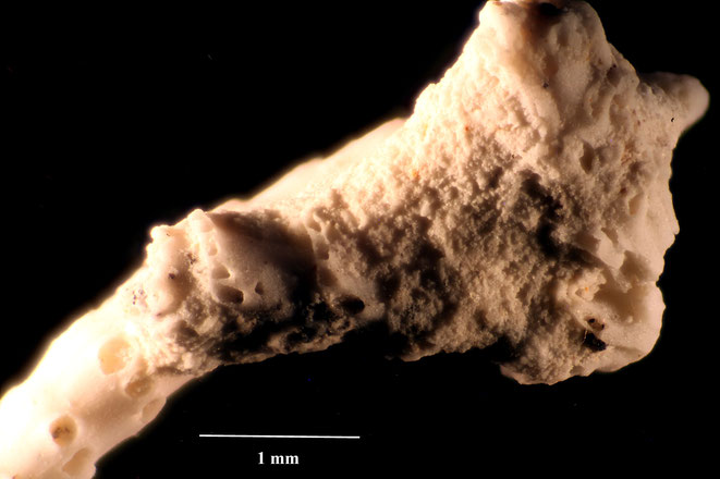 Senckenberg, Bryozoa, Bryozoen, Moostierchen, Sammlung Voigt