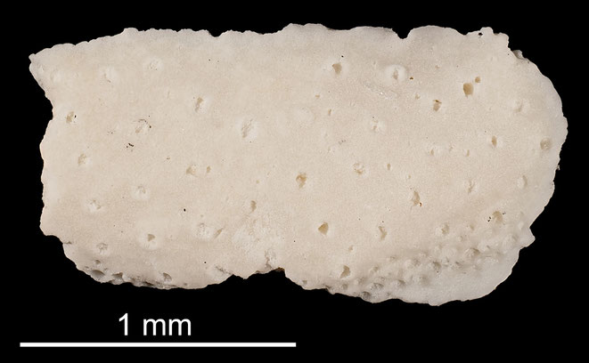 Senckenberg, Bryozoa, Bryozoen, Moostierchen, Sammlung Voigt