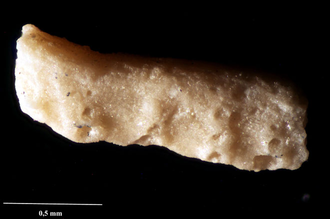 Senckenberg, Bryozoa, Bryozoen, Moostierchen, Sammlung Voigt