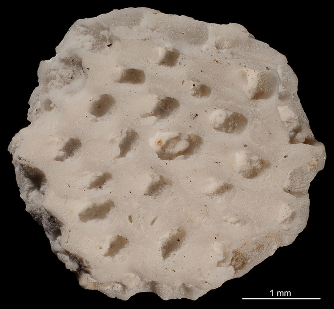 Senckenberg, Bryozoa, Bryozoen, Moostierchen, Sammlung Voigt