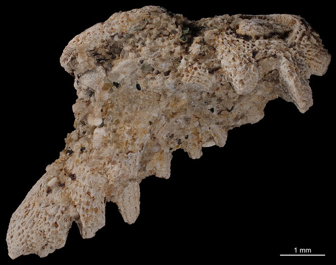 Senckenberg, Bryozoa, Bryozoen, Moostierchen, Sammlung Voigt