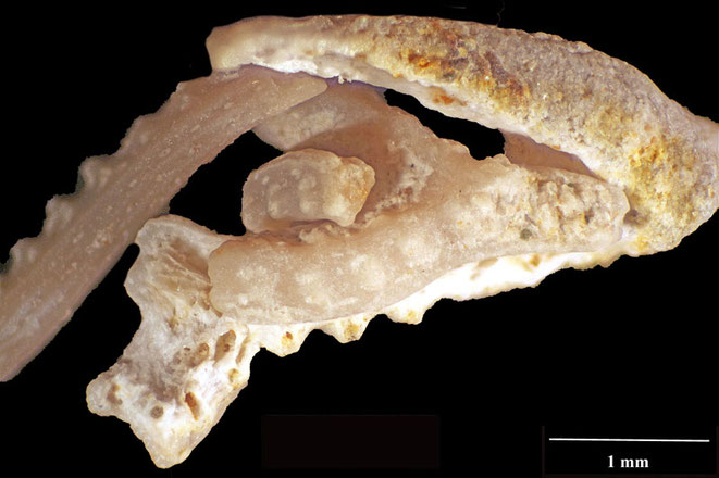 Senckenberg, Bryozoa, Bryozoen, Moostierchen, Sammlung Voigt