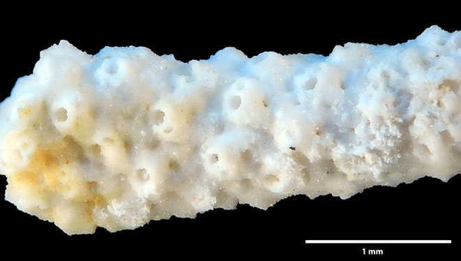 Senckenberg, Bryozoa, Bryozoen, Moostierchen, Sammlung Voigt