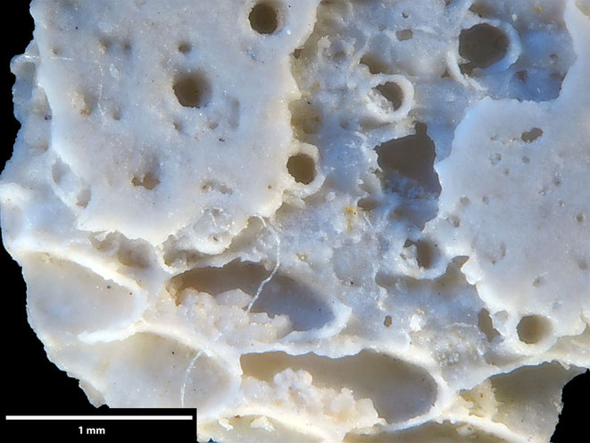 Senckenberg, Bryozoa, Bryozoen, Moostierchen, Sammlung Voigt