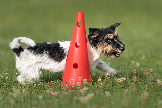 Hund longieren Essen Stoppenberg