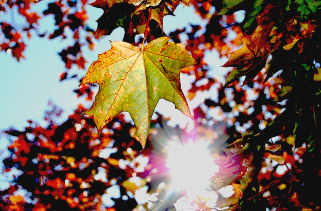 © by Sassi / www.pixelio.de