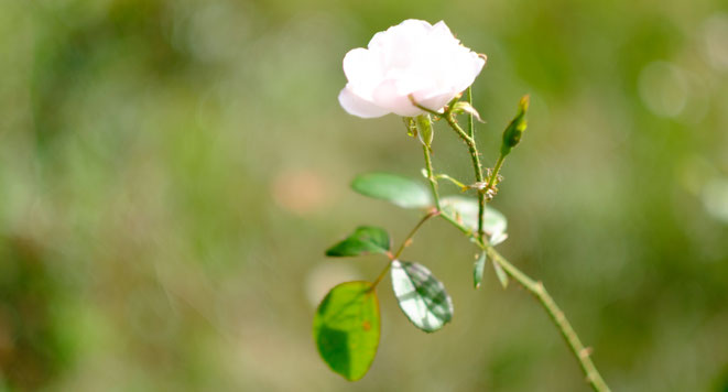 Rose in der Abendsonne, Kurse in der Heilpraktiker-Praxis für Homöopathie und Psychotherapie, Claudia Buchenauer, Darmstadt, Frankfurt, Mainz.