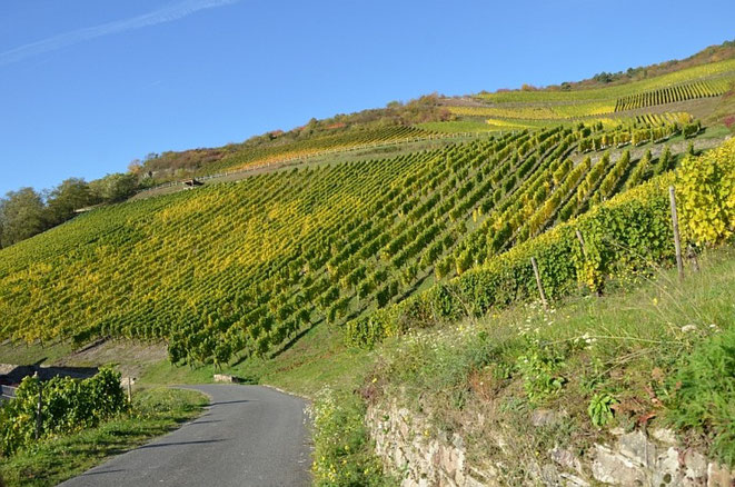 Weingut Friedrich Altenkirch Steillagen Foto: Anette Barth