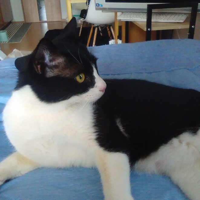 ジョニーくん 猫 ねこ ネコ にゃんこ 1歳男子 ペットシッター キャットシッター 大田区 川崎市