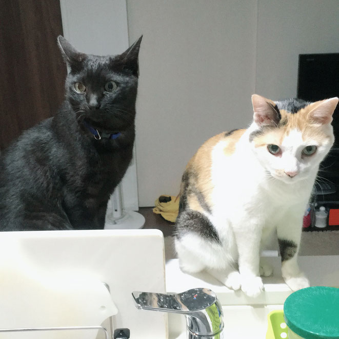 猫 ねこ ネコ にゃんこ 黒猫 三毛猫 お留守番 ペットシッター キャットシッター 大田区 川崎