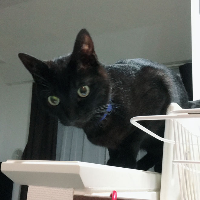 猫 ねこ ネコ にゃんこ 黒猫 三毛猫 お留守番 ペットシッター キャットシッター 大田区 川崎