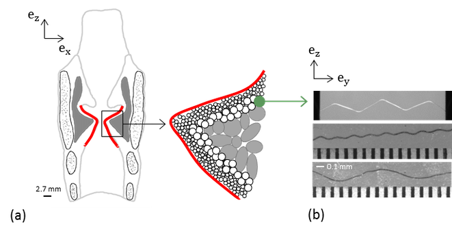 (a) Scheme of a coronal view of the human larynx and zoom on the vocal-fold fibrous architecture.  (b) Photographs of wavy polyamid monofilaments (diameter 50 µm) processed to mimic collagen fibres’ tortuosity at rest (from Argoud, 2015).