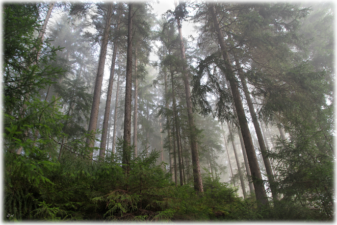 Wälder im Berghang