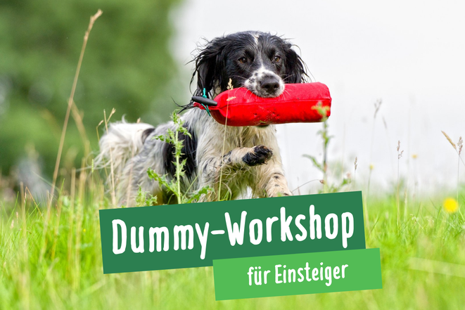 Schwarz-weißer Hund mit rotem Dummy im Maul läuft über eine Wiese beim Dummy-Workshop im Volkspark Hamburg