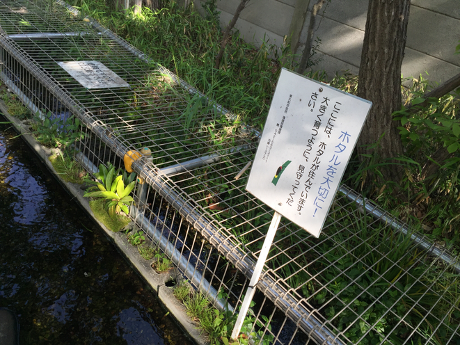 The place of fireflies as image photo Tokyo Tama area nature　ほたるの生息地　イメージ　東京多摩地域　自然