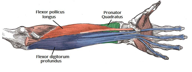 flexor digitorum profundus and superficialis median nerve