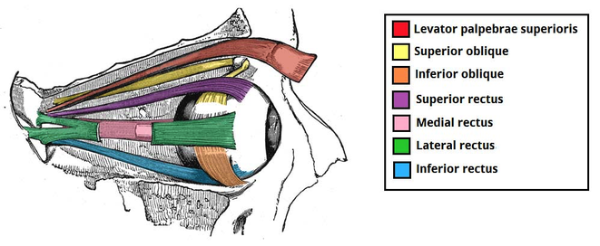 muscles of the eye