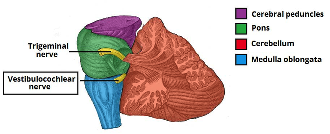 vestibulocochlear nerve in relation to brain structures