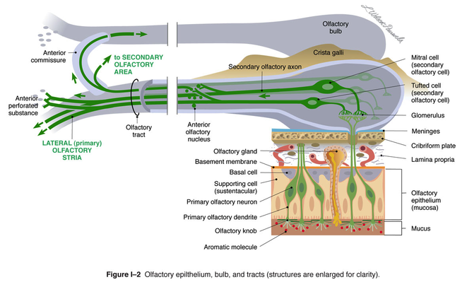 olfactory epithelium, bulb, and tracts