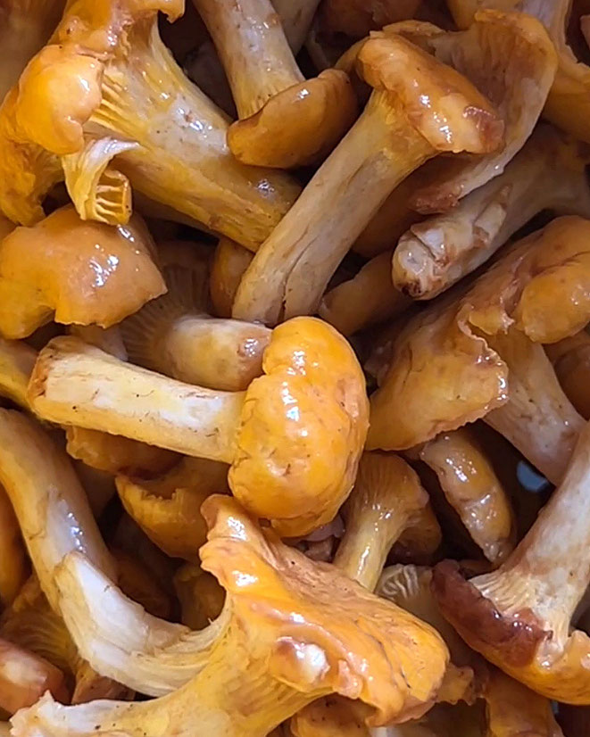 Pfifferlinge putzen in 20 Sekunden, einfach und unkompliziert mit Mehl und Wasser