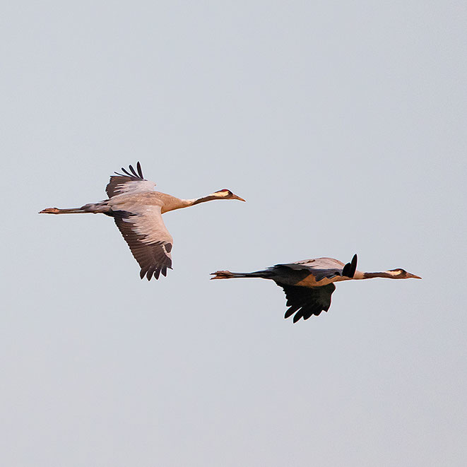 Kraniche beim Anflug auf den Schlafplatz - Foto: (c) Puffin-Photo