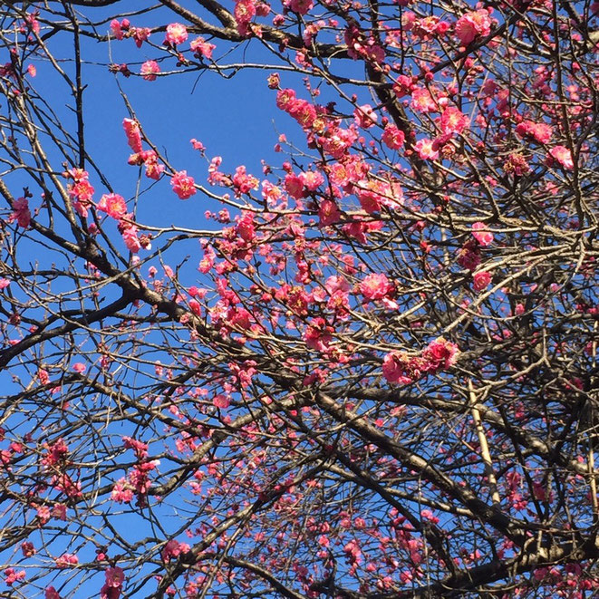 Plum Tree Flowers in January Tokyo Fuchu nature beautiful walking strolling TAMA Tourism Promotion - Visit Tama　一月の梅の花　東京都府中市　自然　美しい　散策　多摩観光振興会