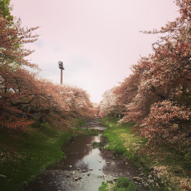 Cherry Blossom at Negawa River Tokyo Tachikawa nature beautiful sakura spot spring season healing walking strolling tourist spot TAMA Tourism Promotion - Visit Tama　根川緑道の桜　東京都立川市　自然　癒し　お花見　散策　観光スポット　多摩観光振興会